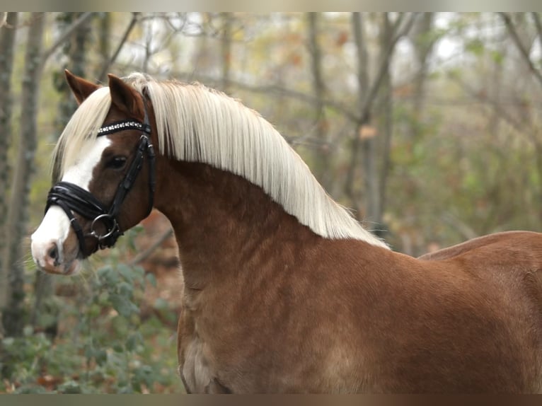 Galés B Caballo castrado 7 años 132 cm Alazán in Aalten