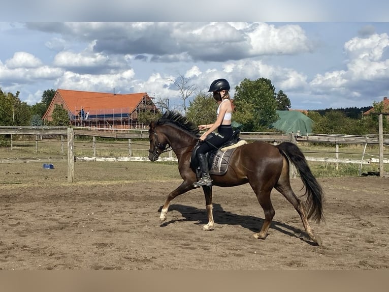 Galés B Caballo castrado 7 años 133 cm Alazán-tostado in Rehburg-Loccum Münchehagen