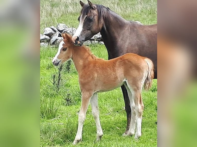 Galés B Caballo castrado 7 años 133 cm Alazán-tostado in Rehburg-Loccum Münchehagen