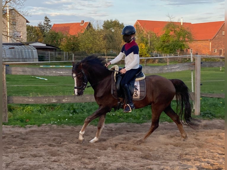 Galés B Caballo castrado 7 años 133 cm Alazán-tostado in Rehburg-Loccum Münchehagen