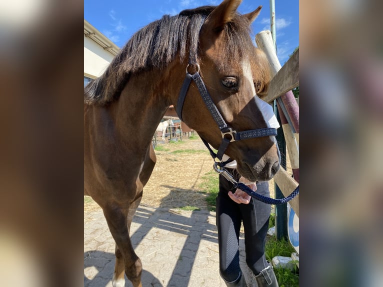 Galés B Caballo castrado 7 años 133 cm Alazán-tostado in Rehburg-Loccum Münchehagen