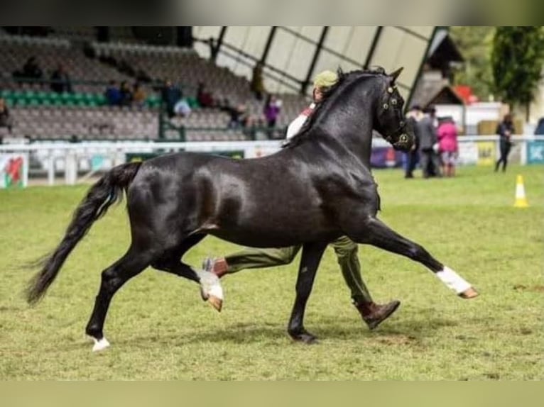 Galés B Caballo castrado 7 años 133 cm Alazán-tostado in Rehburg-Loccum Münchehagen