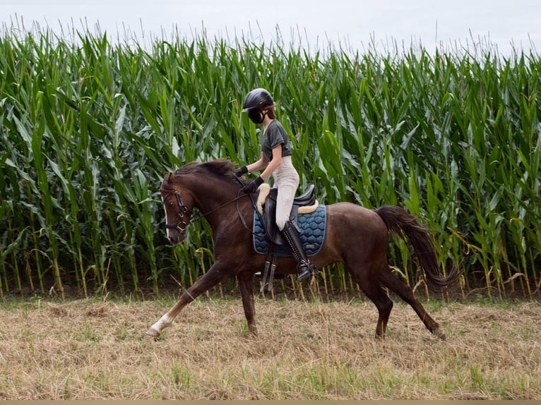 Galés B Caballo castrado 7 años 133 cm Alazán-tostado in Rehburg-Loccum Münchehagen