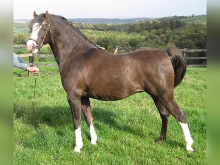 Galés B Caballo castrado 7 años 133 cm Alazán-tostado in Rehburg-Loccum Münchehagen