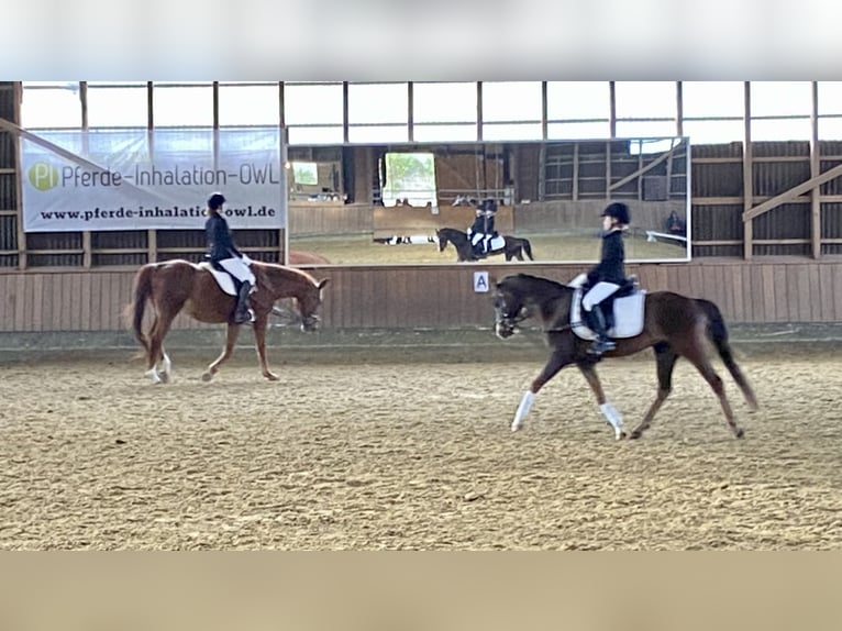 Galés B Caballo castrado 7 años 133 cm Alazán-tostado in Rehburg-Loccum Münchehagen