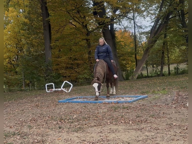 Galés B Caballo castrado 7 años 140 cm Alazán-tostado in Aichach