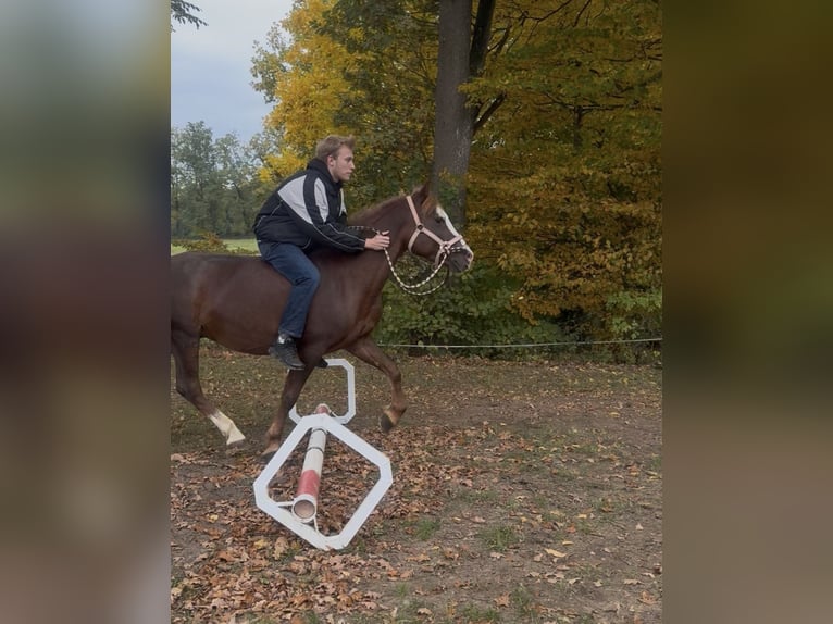 Galés B Caballo castrado 7 años 140 cm Alazán-tostado in Aichach