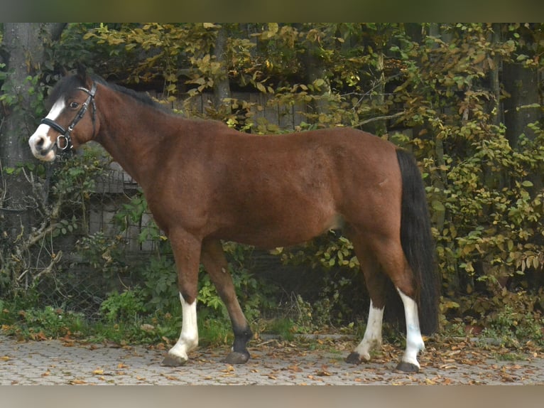 Galés B Caballo castrado 7 años 140 cm Castaño in Würzburg