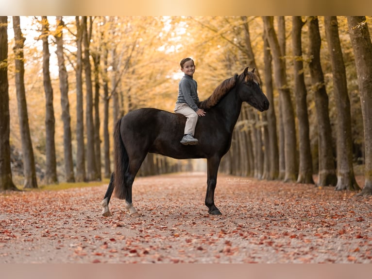 Galés B Mestizo Caballo castrado 8 años 125 cm Morcillo in Bunschoten-Spakenburg