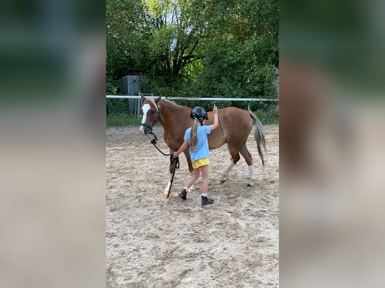 Galés B Caballo castrado 8 años 128 cm Alazán-tostado in Turnov