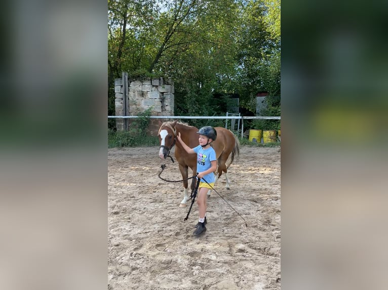 Galés B Caballo castrado 8 años 128 cm Alazán-tostado in Turnov