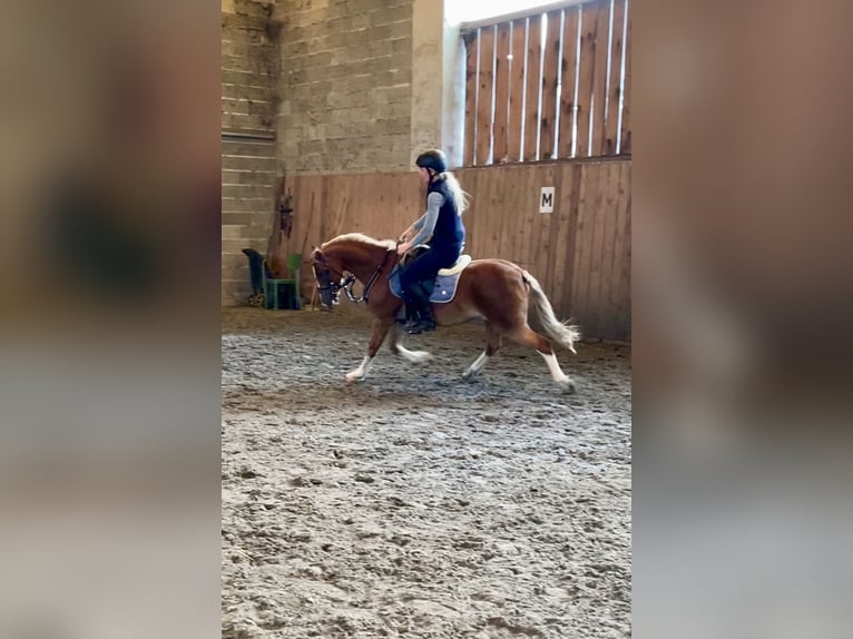 Galés B Caballo castrado 8 años 128 cm Alazán-tostado in Turnov