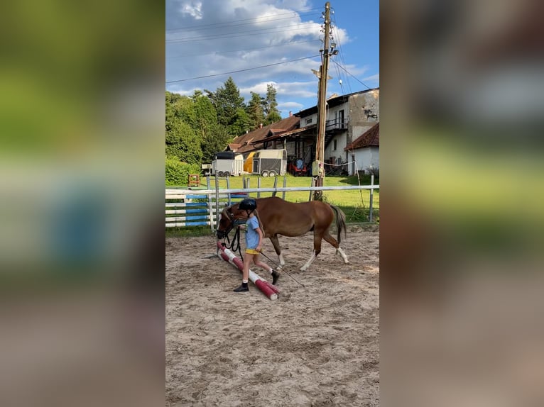 Galés B Caballo castrado 8 años 128 cm Alazán-tostado in Turnov