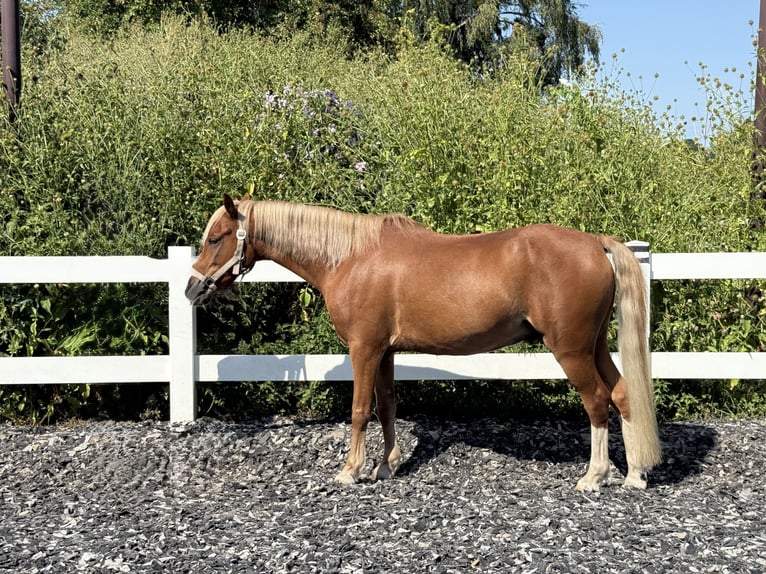 Galés B Caballo castrado 8 años 130 cm Alazán-tostado in München