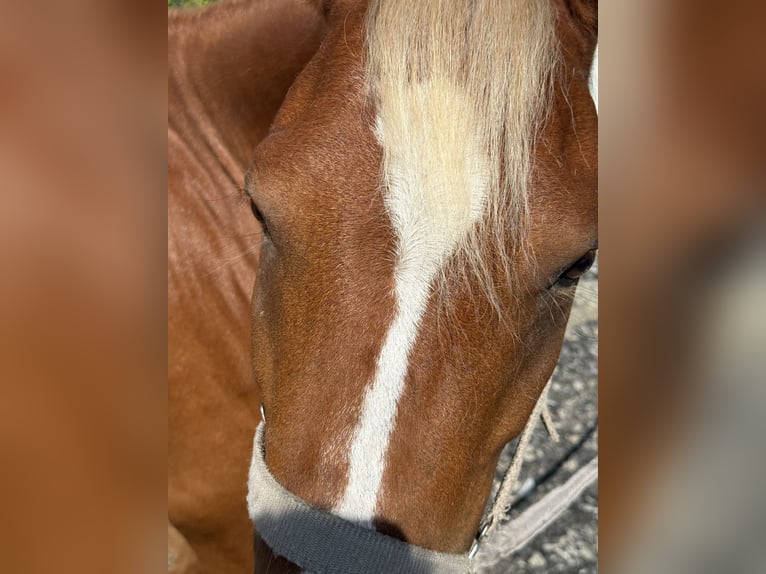 Galés B Caballo castrado 8 años 130 cm Alazán-tostado in München