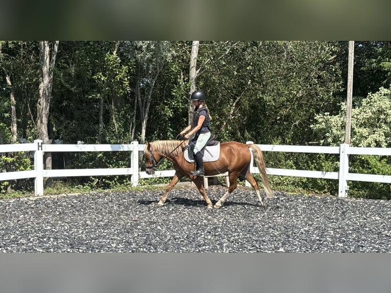 Galés B Caballo castrado 8 años 130 cm Alazán-tostado in München