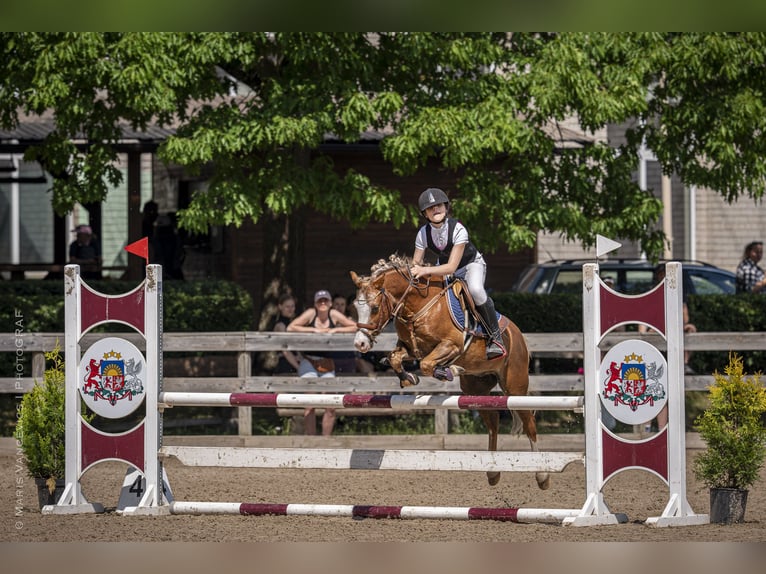 Galés B Caballo castrado 8 años 131 cm Castaño rojizo in Cesis