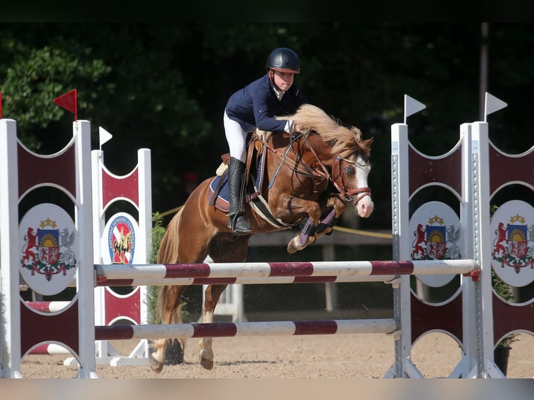 Galés B Caballo castrado 8 años 131 cm Castaño rojizo in Cesis