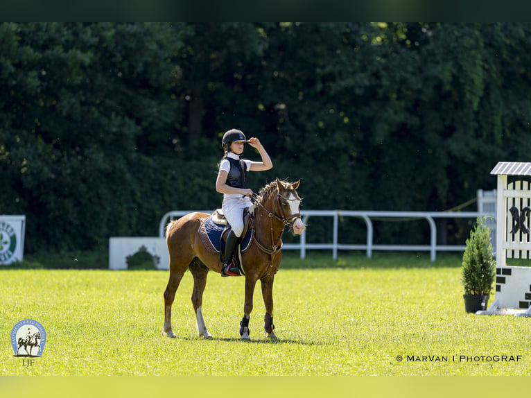 Galés B Caballo castrado 8 años 131 cm Castaño rojizo in Cesis