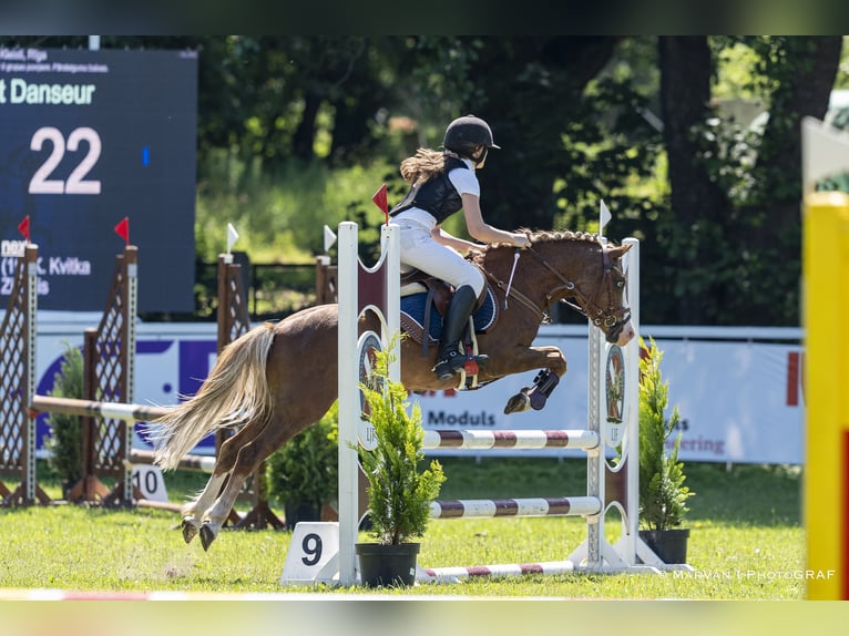 Galés B Caballo castrado 8 años 131 cm Castaño rojizo in Cesis