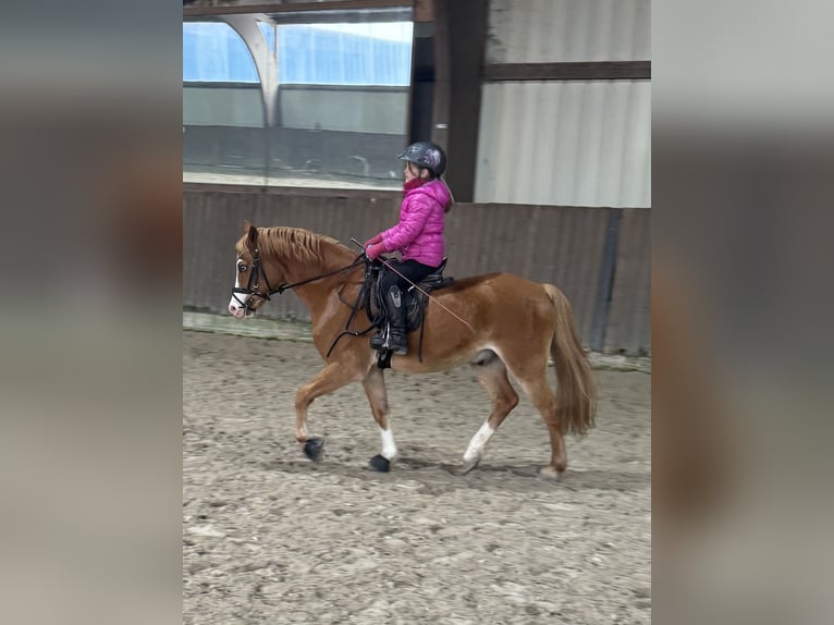 Galés B Caballo castrado 8 años 132 cm Alazán in Obertshausen