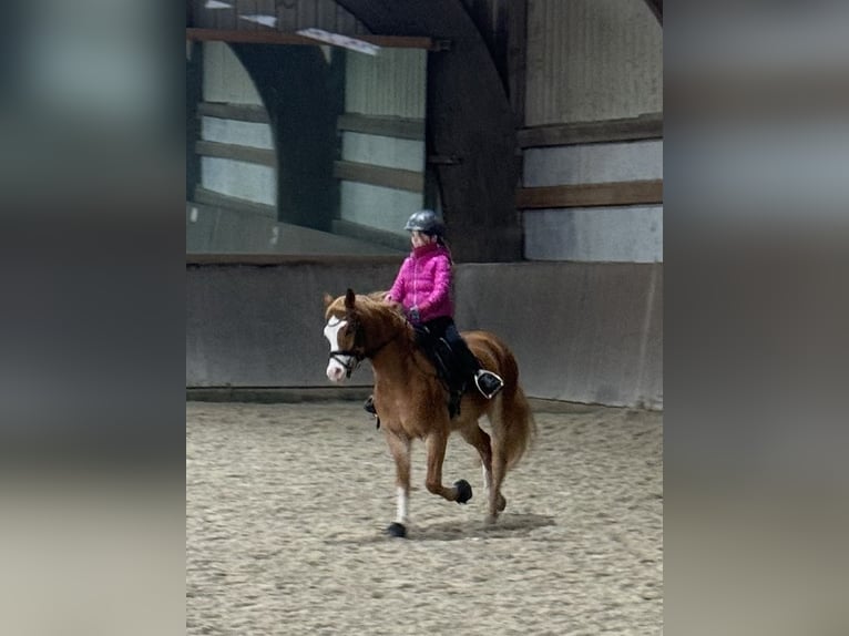 Galés B Caballo castrado 8 años 132 cm Alazán in Obertshausen