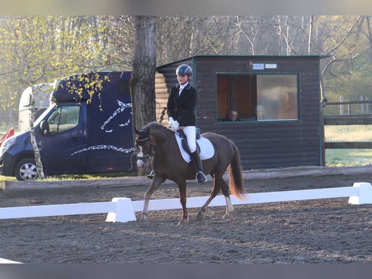 Galés B Caballo castrado 8 años 132 cm Alazán-tostado in Leithaprodersdorf