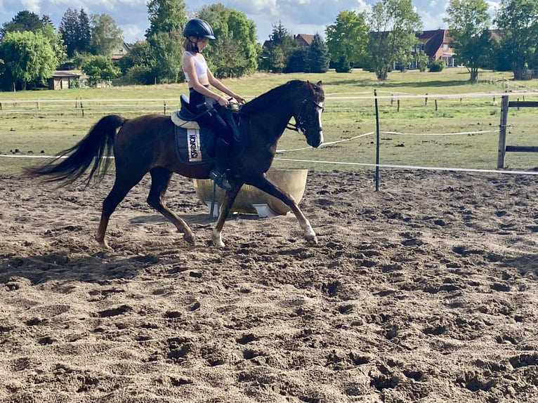 Galés B Caballo castrado 8 años 133 cm Alazán-tostado in Rehburg-Loccum M&#xFC;nchehagen