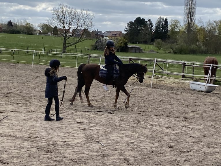 Galés B Caballo castrado 8 años 133 cm Alazán-tostado in Rehburg-Loccum M&#xFC;nchehagen
