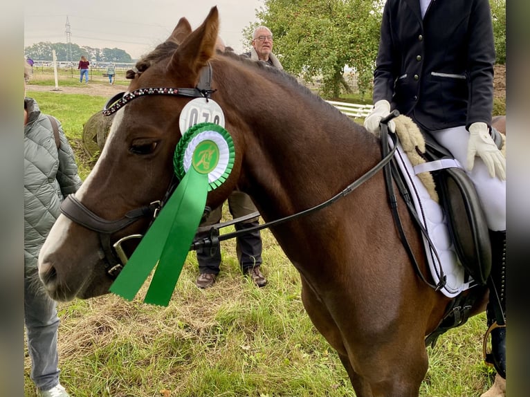 Galés B Caballo castrado 8 años 133 cm Alazán-tostado in Rehburg-Loccum Münchehagen