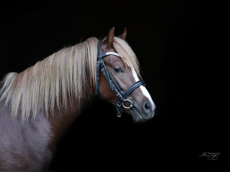 Galés B Caballo castrado 8 años 135 cm Alazán-tostado in Heidenheim an der Brenz