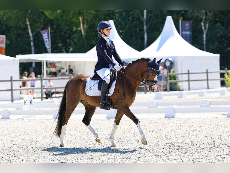 Galés B Caballo castrado 8 años 137 cm Alazán-tostado in Urmond