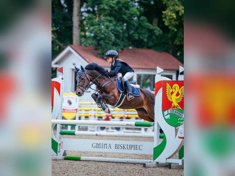 Galés B Caballo castrado 8 años 137 cm Castaño oscuro in Łasin