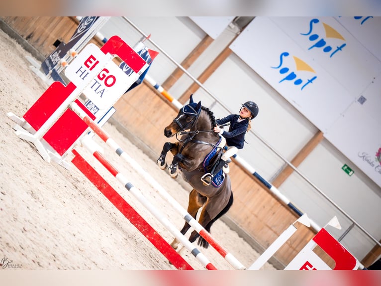 Galés B Caballo castrado 8 años 137 cm Castaño oscuro in Łasin