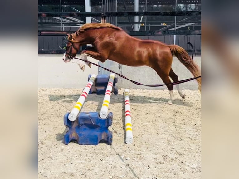 Galés B Caballo castrado 9 años 126 cm Alazán in Sint-Oedenrode