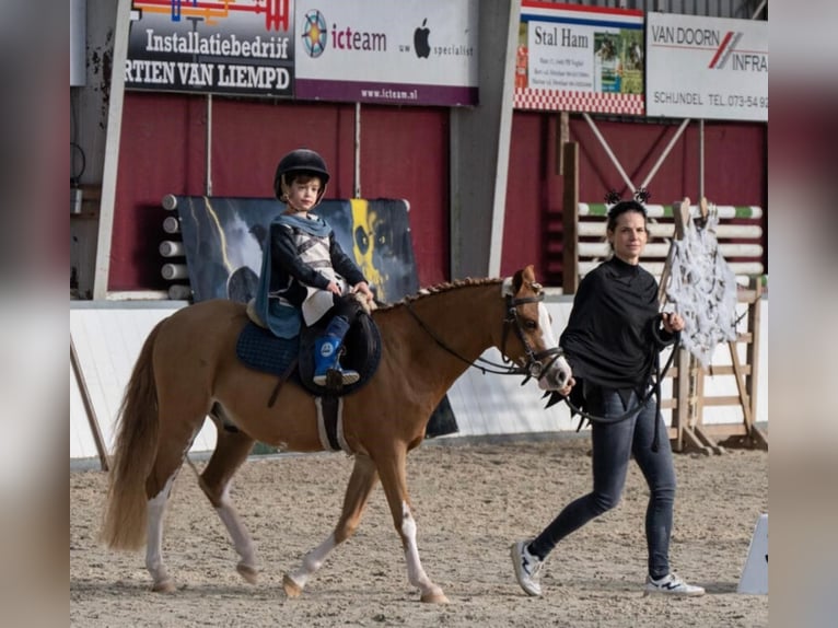 Galés B Caballo castrado 9 años 126 cm Alazán in Sint-Oedenrode