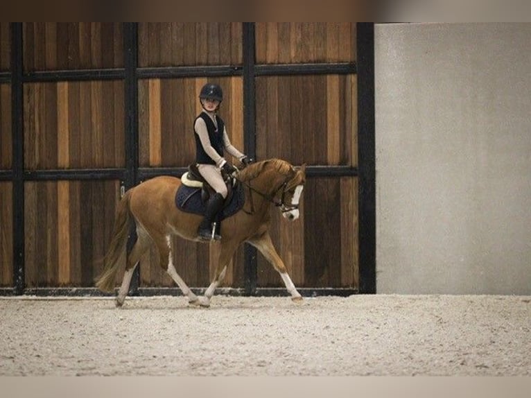 Galés B Caballo castrado 9 años 126 cm Alazán in Sint-Oedenrode