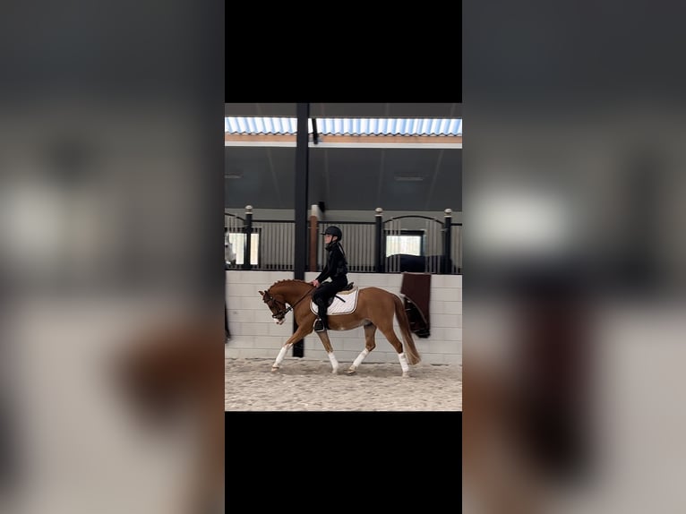 Galés B Caballo castrado 9 años 126 cm Alazán in Sint-Oedenrode