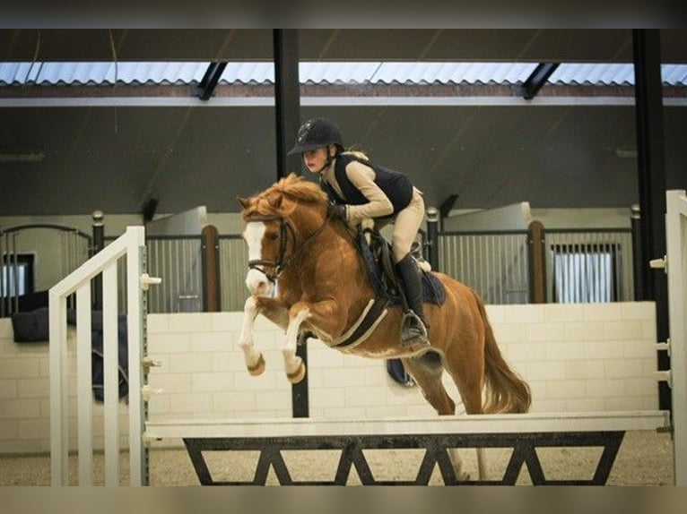 Galés B Caballo castrado 9 años 126 cm Alazán in Sint-Oedenrode