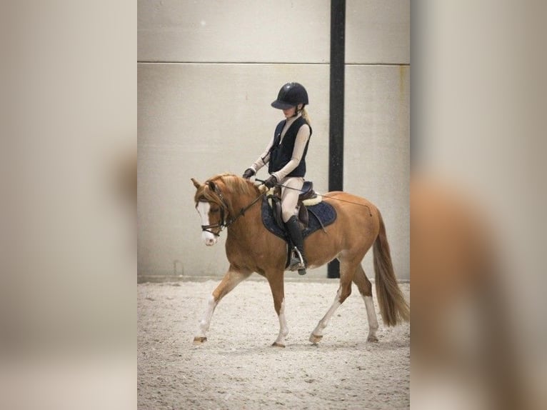 Galés B Caballo castrado 9 años 126 cm Alazán in Sint-Oedenrode