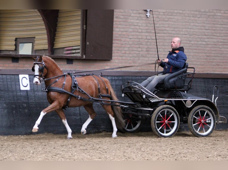 Galés B Caballo castrado 9 años 127 cm Alazán in Hengelo (Gld)
