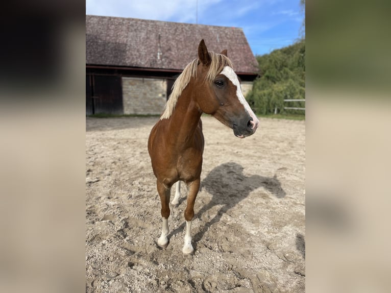 Galés B Caballo castrado 9 años 128 cm Alazán-tostado in Turnov