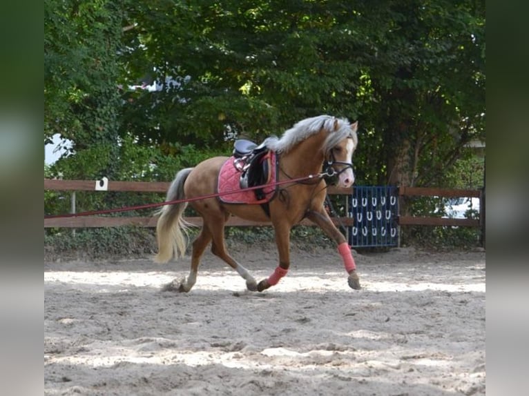 Galés B Caballo castrado 9 años 128 cm Palomino in Bergisch Gladbach