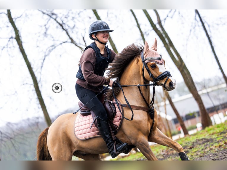 Galés B Caballo castrado 9 años 130 cm Alazán-tostado in Oss