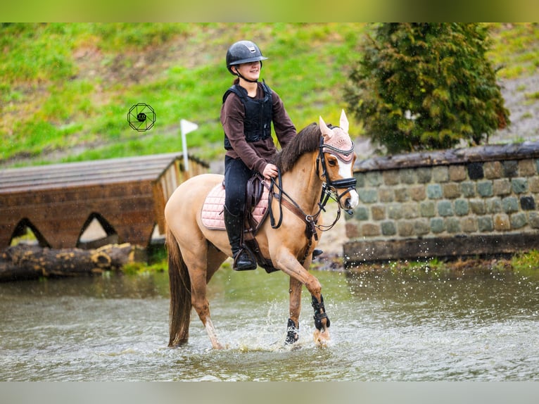 Galés B Caballo castrado 9 años 130 cm Alazán-tostado in Oss