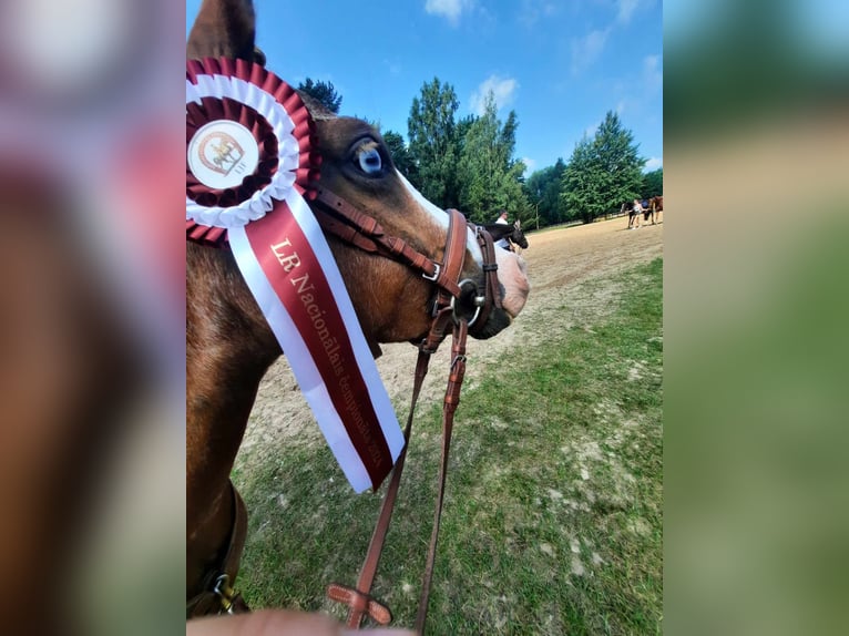 Galés B Caballo castrado 9 años 131 cm Castaño rojizo in Cesis