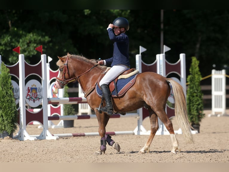 Galés B Caballo castrado 9 años 131 cm Castaño rojizo in Cesis