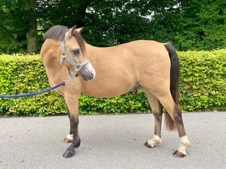 Galés B Caballo castrado 9 años 133 cm Buckskin/Bayo in Dietikon