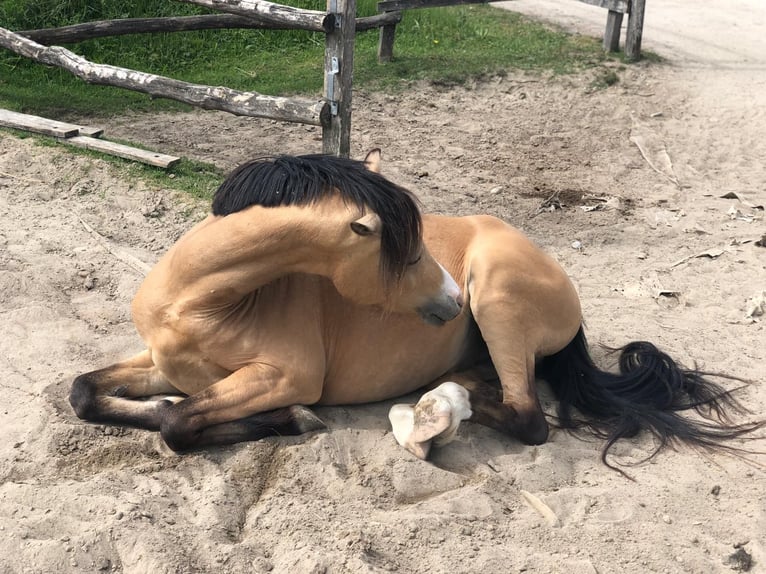 Galés B Caballo castrado 9 años 133 cm Buckskin/Bayo in Dietikon