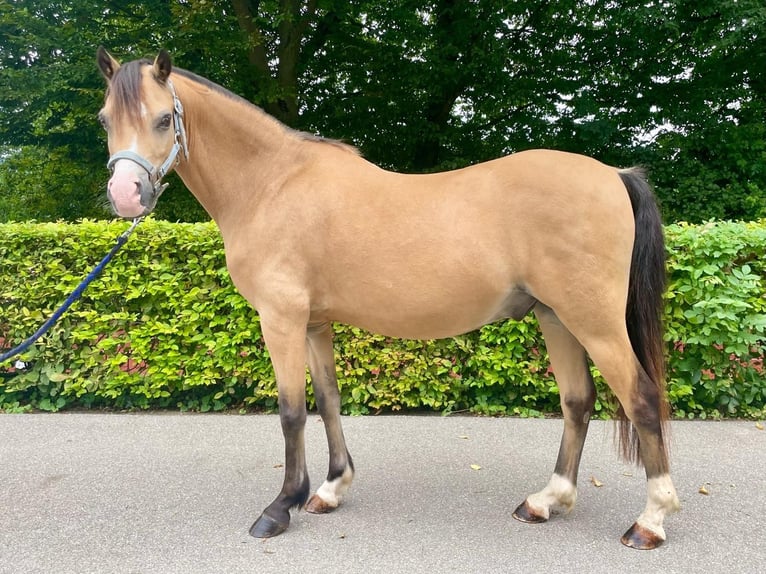 Galés B Caballo castrado 9 años 133 cm Buckskin/Bayo in Dietikon